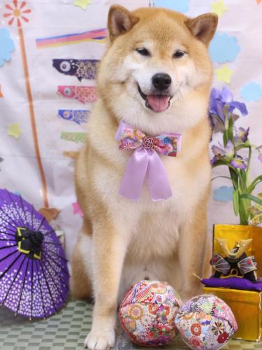 20240522こまくん